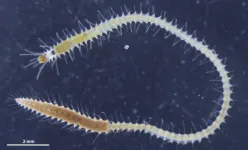 This sea worm’s butt swims away, and now scientists know how