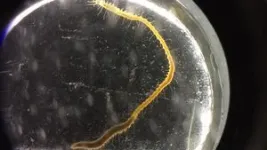 This sea worm’s butt swims away, and now scientists know how 3