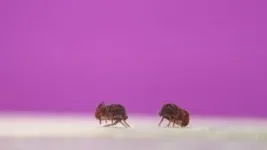 This tiny backyard bug does the fastest backflips on earth 2