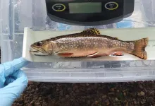 Threatened by warming waters, brook trout may be able to adapt to hotter weather