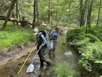 Threatened by warming waters, brook trout may be able to adapt to hotter weather 2