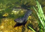 Threatened eels disappear in the deep on their way to the Sargasso Sea