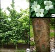 Three new ornamental dogwoods introduced