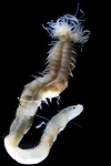 Three newly discovered sea worms that glow in the dark named after creatures from Japanese folklore and marine biologist