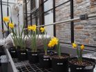 Three popular daffodil varieties determined to be highly salt tolerant