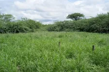 Three ways to fight invasive Prosopis juliflora tree in Eastern Africa all proved very effective, new study shows