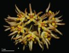 Thriving in the tropics of Borneo: 2 new Hoya species on the third largest island