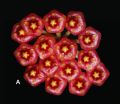 Thriving in the tropics of Borneo: 2 new Hoya species on the third largest island 2