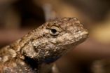 Tick population plummets in absence of lizard hosts