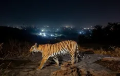 Tigers in the neighborhood: How India makes room for both tigers and people