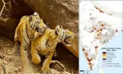 Tigers in the neighborhood: How India makes room for both tigers and people 2