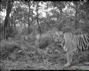 Tigers take the night shift to coexist with people