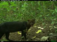 Timber plantations near urbanized areas support the movement of small and medium-sized terrestrial mammals between patches of natural forest