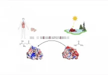 Tiny amino acid differences can lead to dramatically different enzymes