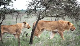 Tiny ant species disrupts lion’s hunting behavior