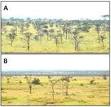 Tiny ant species disrupts lion’s hunting behavior 2