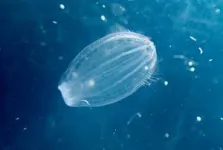 Tiny crustaceans discovered preying on live jellyfish during harsh Arctic night 3