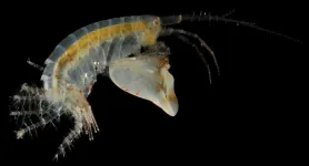 Tiny crustaceans show fastest repeatable movements ever seen in marine animals