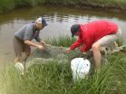 Tiny fish provides giant insight into how organisms adapt to changing environment