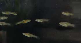 Tiny fish surprise scientists in ‘volunteer’s dilemma’