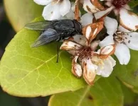 Tiny flyers with large impact: Blowflies carry bird flu virus 2