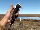 Tiny plants ride on the coattails of migratory birds