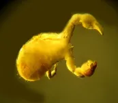 Tiny roundworms carve out unique parasitic niche inside pseudoscorpion’s protective covering