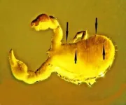 Tiny roundworms carve out unique parasitic niche inside pseudoscorpion’s protective covering 2