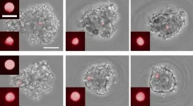 Tiny sensor technique reveals cellular forces involved in tissue generation