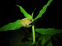 Tiny tropical puddle frogs show that protecting genetic variation is essential for animals to survive the climate crisis