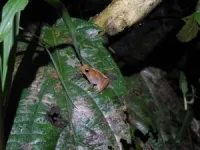 Tiny tropical puddle frogs show that protecting genetic variation is essential for animals to survive the climate crisis 2