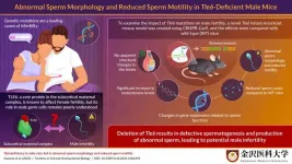 TLE6 identified as a protein associated with infertility in male mice