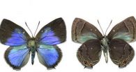 To be fragrant or not: Why do some male hairstreak butterflies lack scent organs?