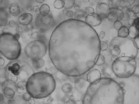 To be or not to be: An organoid