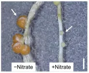 To nodulate or not? Uncovering how nitrate regulates gene expression in legumes