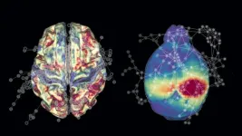 To understand how the human brain ages, science reveals new insights from mice