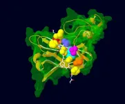 Too much or too little: The impact of protein dosage on development