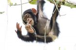 Tool use is innate in chimpanzees but not bonobos, their closest evolutionary relative