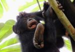 Tool use is 'innate' in chimpanzees but not bonobos, their closest evolutionary relative 2