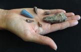 Tooth buried in bone shows prehistoric predators tangled across land, sea