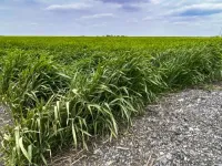 Top corn producing state to see future drop in yield, cover crop efficiency