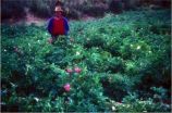 Top-down and bottom-up approach  needed to conserve potato agrobiodiversity 2