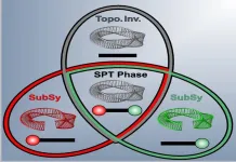 Topological phase protection reams to sub-symmetry