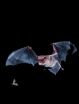 Touch sensors on bat wings guide flight 2