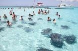 Tourist-fed stingrays change their ways