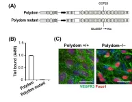 Toward a better understanding of lymphatic system remodeling