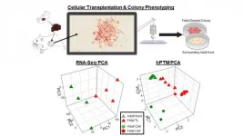 Toward a feasible alternative to liver organ transplant