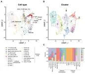 Towards a better understanding of early human embryonic development