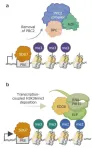 Towards a better understanding of epigenetics and dynamic gene silencing and reactivation