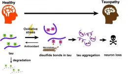 Toxicity of protein involved in Alzheimer's triggered by a chemical 'switch'